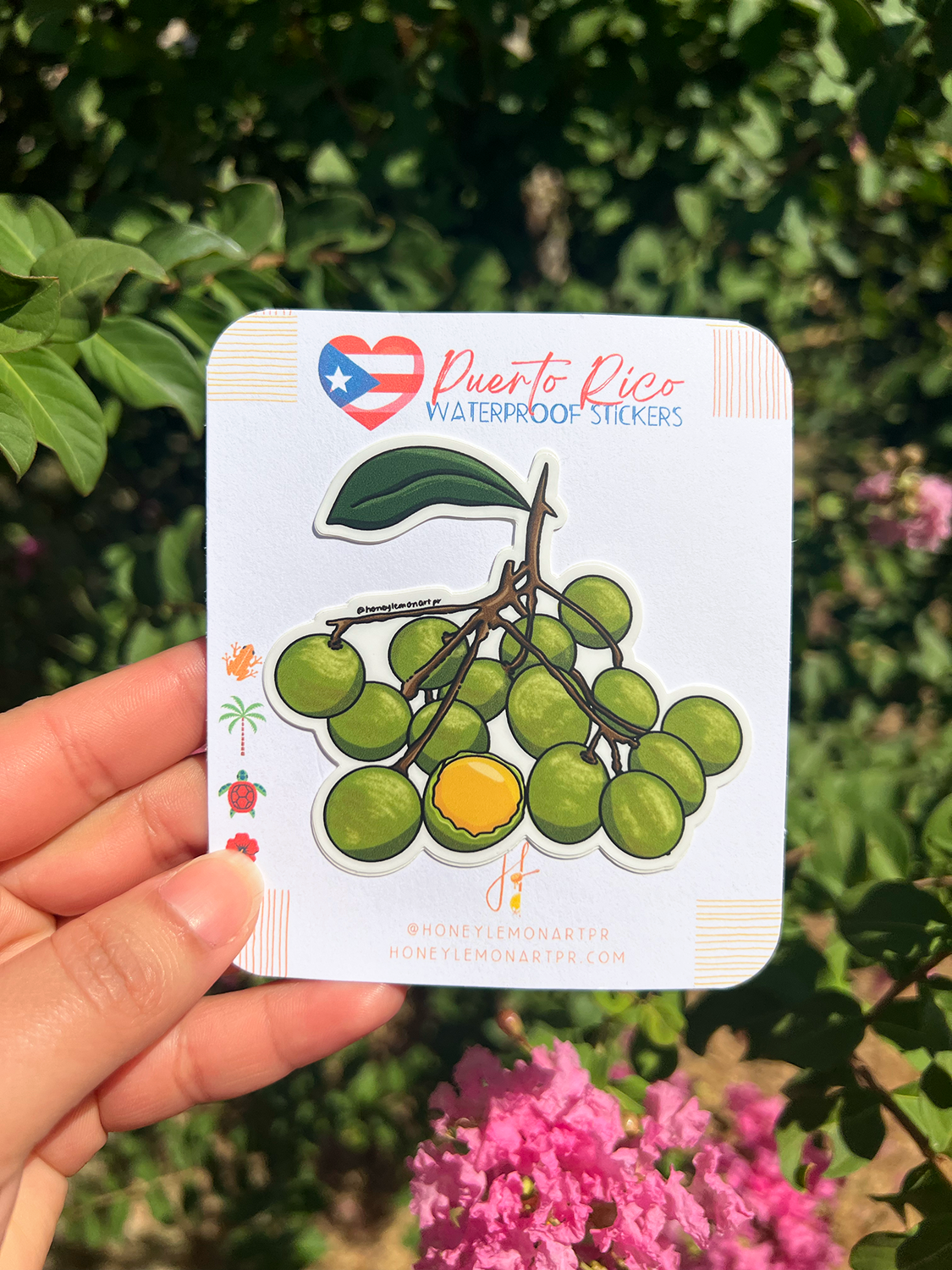 Puerto Rican quenepa sticker⎪Stickers Boricuas⎪ Vibrant Fruit Illustration, Tropical fruits stickers