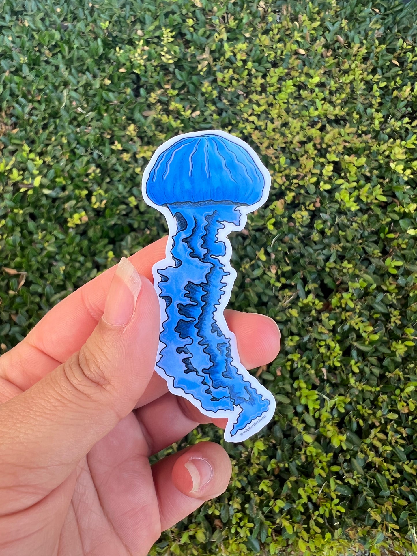 Jellyfish STICKER