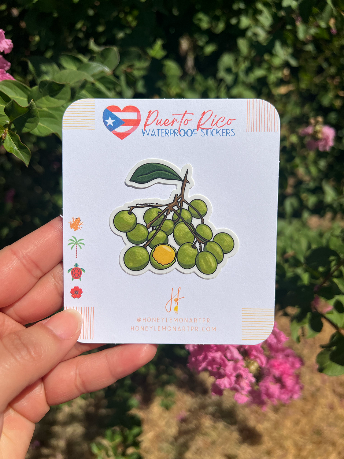 Puerto Rican quenepa sticker⎪Stickers Boricuas⎪ Vibrant Fruit Illustration, Tropical fruits stickers